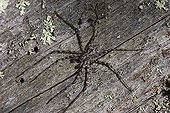 Zebra Spider (Salticus scenicus), Bayrischer Wald (Bavarian Forest), Bavaria, Germany, Europe