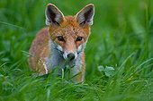Red fox on the lookout in the grass Champagne France 
