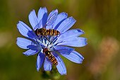 Marmalade Hoverfly on flower Chicory Champagne France