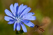 Marmalade Hoverfly on flower Chicory Champagne France