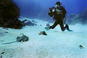 Diver videotapes a Bluespotted Ribbontail Ray, Taeniura lymma, Red Sea, Egypt