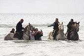Bull rescue from drowning during a abrivade Camargue 
