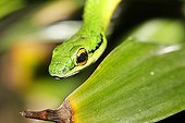 Satiny Parrot Snake (Leptophis depressirostris), Costa Rica