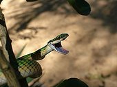 Parrot snake ready to attack (Leptophis ahaetulla), Concepcion, Paraguay