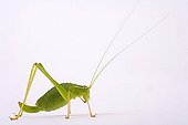 Bush Cricket (Leptophyes punctatissima)