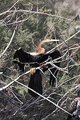 African Darter drying itself at sun on a branch Senegal 