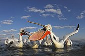 Flock of Dalmatian Pelicans feeding in winter Greece
