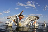 Flock of Dalmatian Pelicans feeding in winter Greece