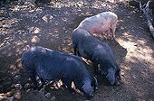 ESP, Spain, Balearic Islands, Mallorca : the typical black pigs.