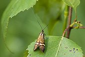 Longhorn Moth Nemophora degeerella Germany