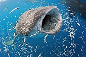 Feeding Whale Shark Cenderawasih Bay West Papua Indonesia