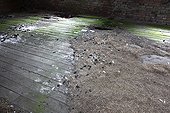 Barn owl pellets on the floor of  an old stable