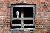 Barn Owl perched in the window of an old stable GB