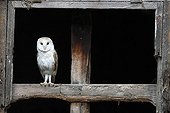 Barn Owl perched in the window of an old stable GB