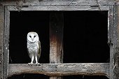 Barn Owl perched in the window of an old stable GB