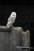 Barn Owl perched on the door of an old stable GB