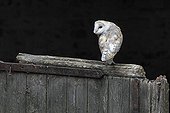 Barn Owl perched on the door of an old stable GB