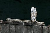 Barn Owl perched on the door of an old stable GB