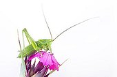 Bush Cricket (Leptophyes punctatissima)