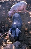 ESP, Spain, Balearic Islands, Mallorca : the typical black pigs.