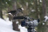 Spotted Nutcracker sitting on a camera Swiss Alps 