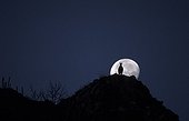 Chamois on a ridge during the full moon Swiss Jura  ; During the rutting season. 