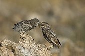 Little Owl feeding its young already flying Spain 