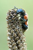 Checkered Bee Beetle (Trichodes apiarius), Gertrude Messner's herb garden, Brandenberg, Tyrol, Austria, Europe
