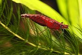Red Cherry Shrimp (Neocaridina denticulata sinensis var ; Red Cherry Shrimp (Neocaridina denticulata sinensis var. red) in a freshwater aquarium