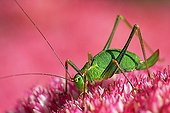 Female speckled bushcricket sitting on a flowering stonecrop - sedum live-forever - orpine - livelong - (Leptophyes punctatissima) (Sedum telephium cultivar Autumn Joy)