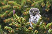 Pygmy Owl adult singing on a fir in Switzerland