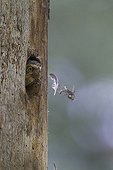 Pygmy Owl adult cleaning its nest in Switzerland