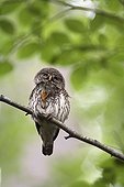 Pygmy Owl adult adult itching itself on a branch Switzerland