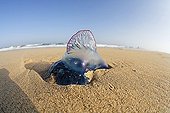 Atlantic Portuguese man o' war, Fuerteventura , Canary Islands
