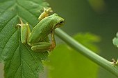 To chill out - Tree frog - Hyla arborea