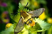 Narrow-bordered Bee Hawk-moth (Hemaris tityus), fam ; Narrow-bordered Bee Hawk-moth (Hemaris tityus), fam. hawk-moths