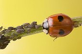 Two spotted lady beetle (Adalia bipunctata) with greenfly (Aphidoidea)