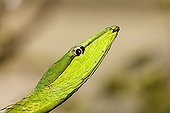 Green Vine Snake ( Oxybelis fulgidus), Costa Rica