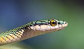 Portrait of a Parrot snake ready to attack (Leptophis ahaetulla) Concepcion, Paraguay