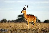 Puku ; Puku, Chobe national park, Botswana / (Kobus vardoni vardoni)
