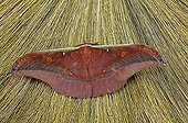 Butterfly, Satyriinidae, Antheraea roley