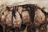 Greater Horseshoe Bat in the ceiling of a cave France