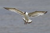 Mediterranean gull in flight