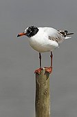 Mediterranean gull perched on a post