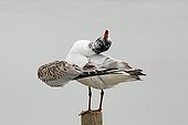 Mediterranean gull preening on a post