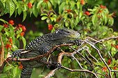 Crocodile Monitor in a tree Papua New Guinea 