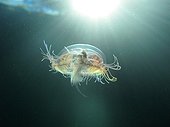 Freshwater jellyfish swimming in a gravel pit Rhone France