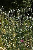 Opium Poppies massif in fruits in the Jardin des Plantes