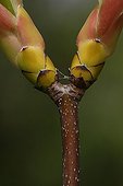 Sycamore maple buds in the spring Bretagne France