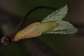 Sycamore maple bud opening in the spring Bretagne France